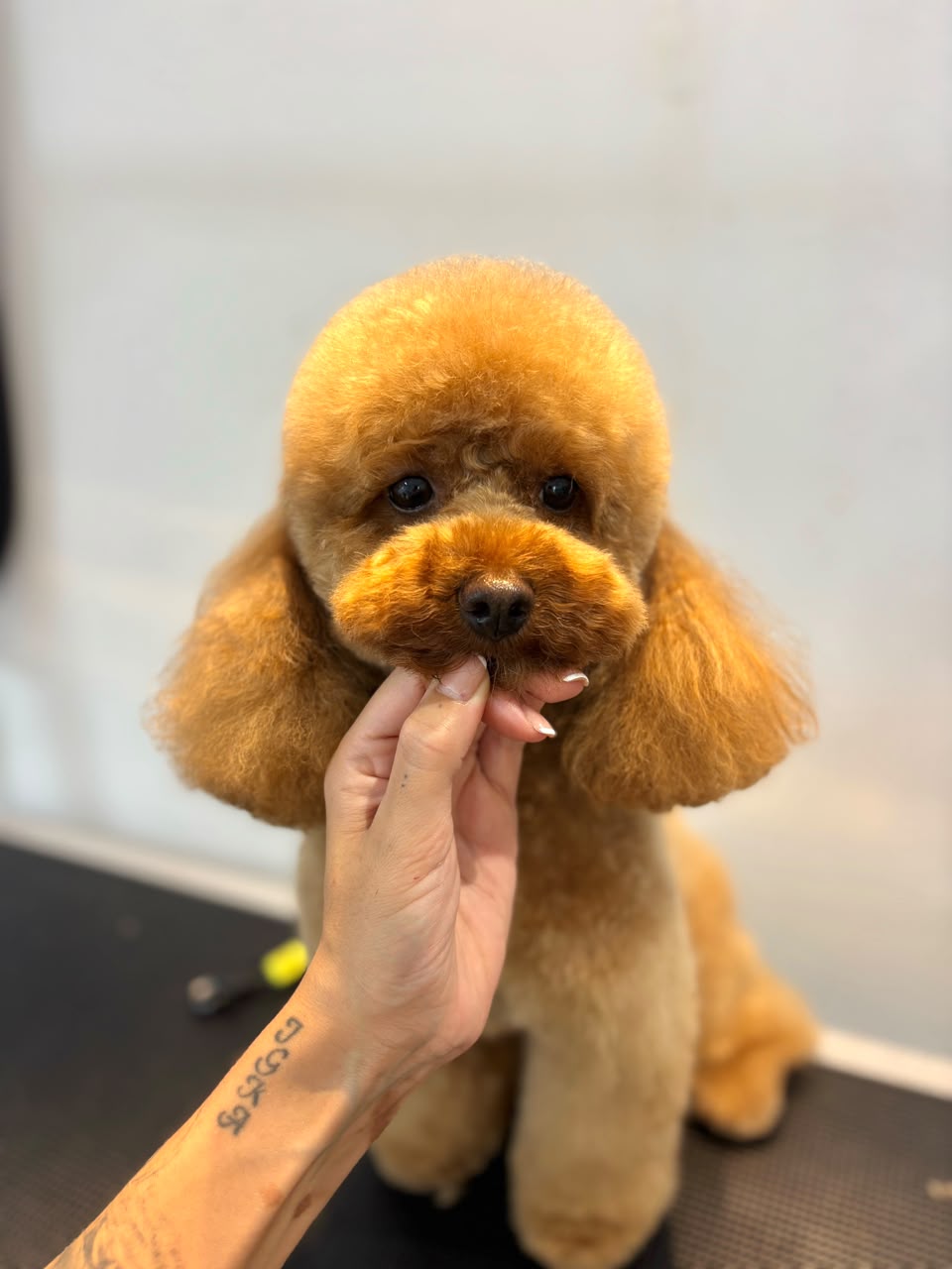 Dog after grooming