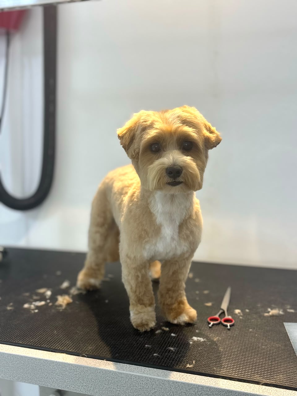 Dog after grooming