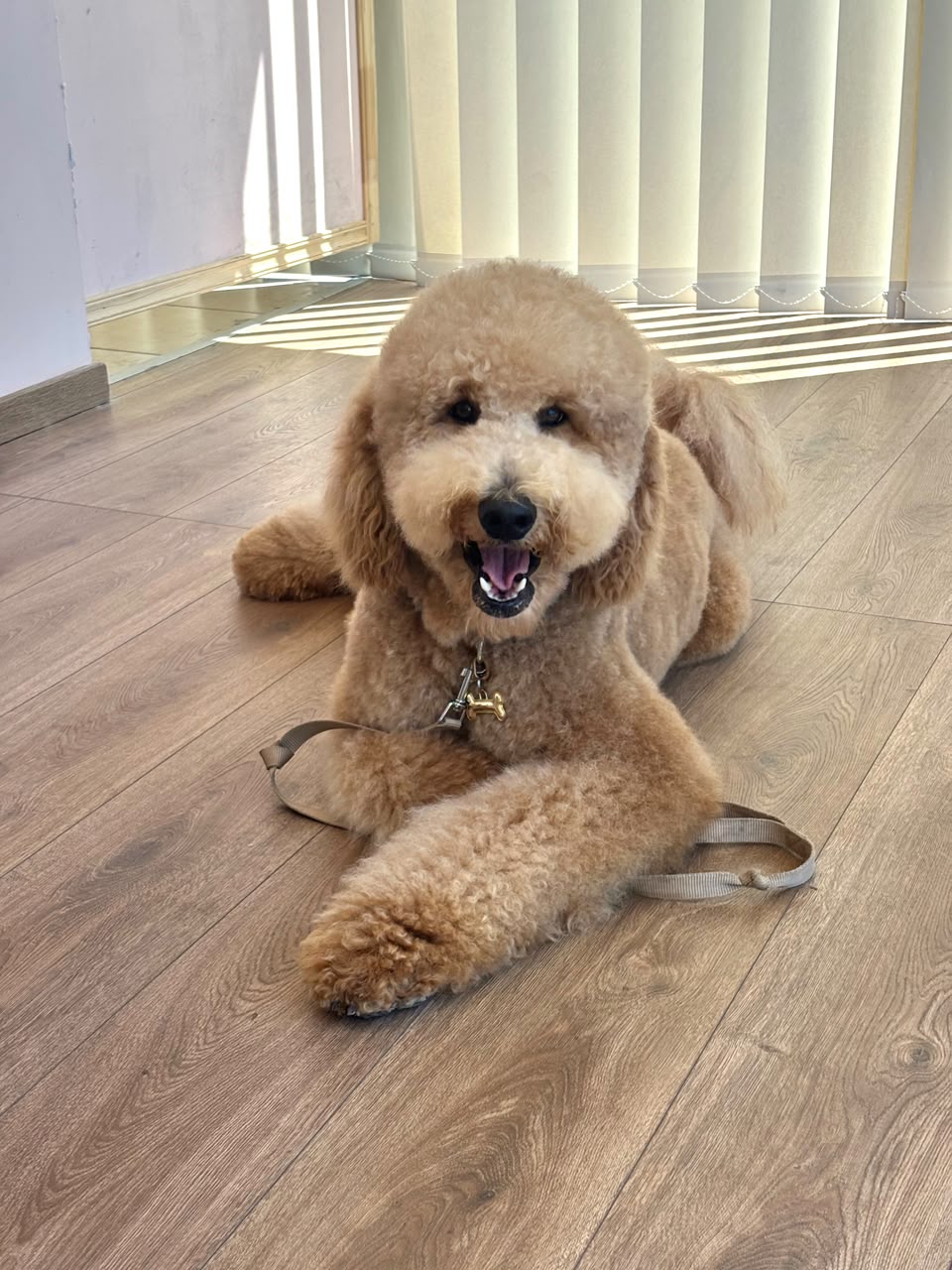 Dog after grooming
