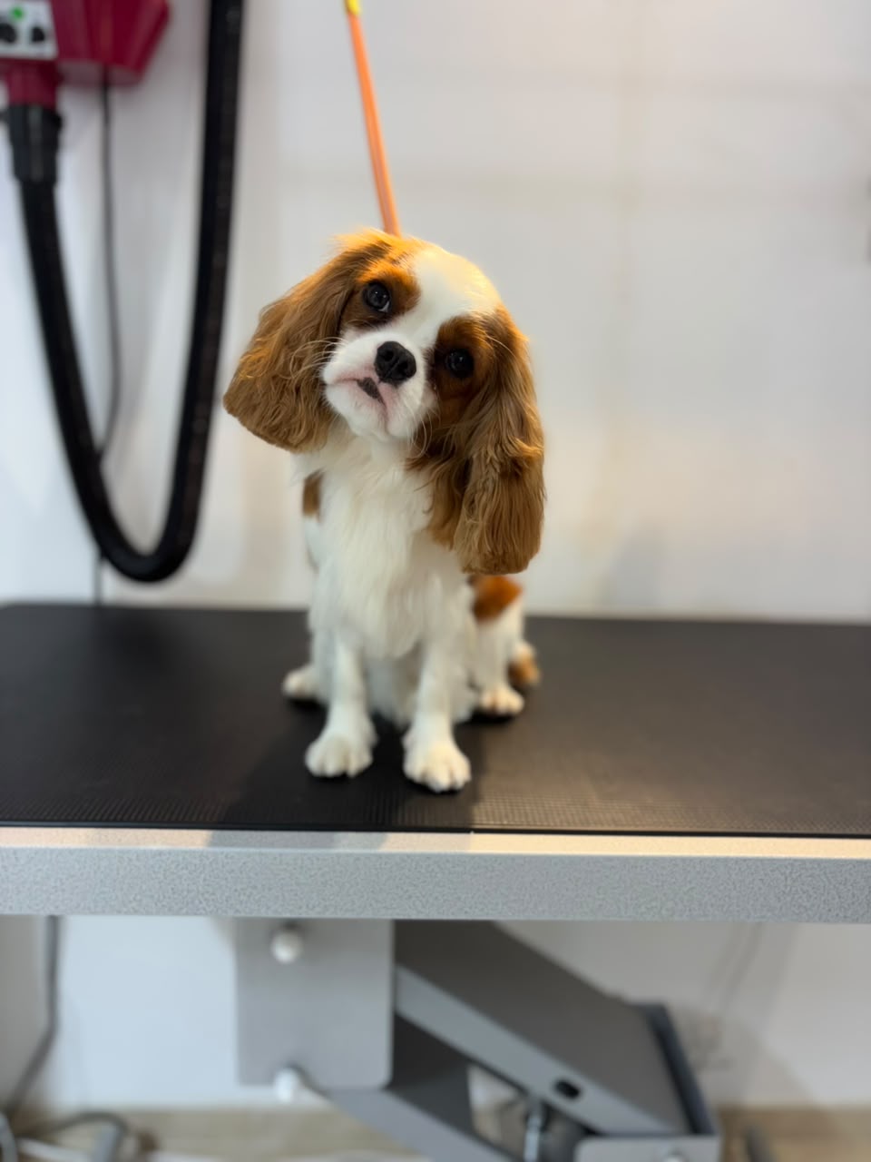 Dog after grooming