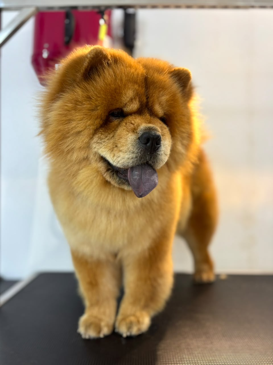 Dog after grooming