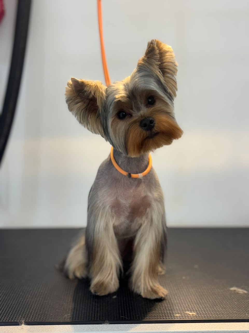 Dog after grooming