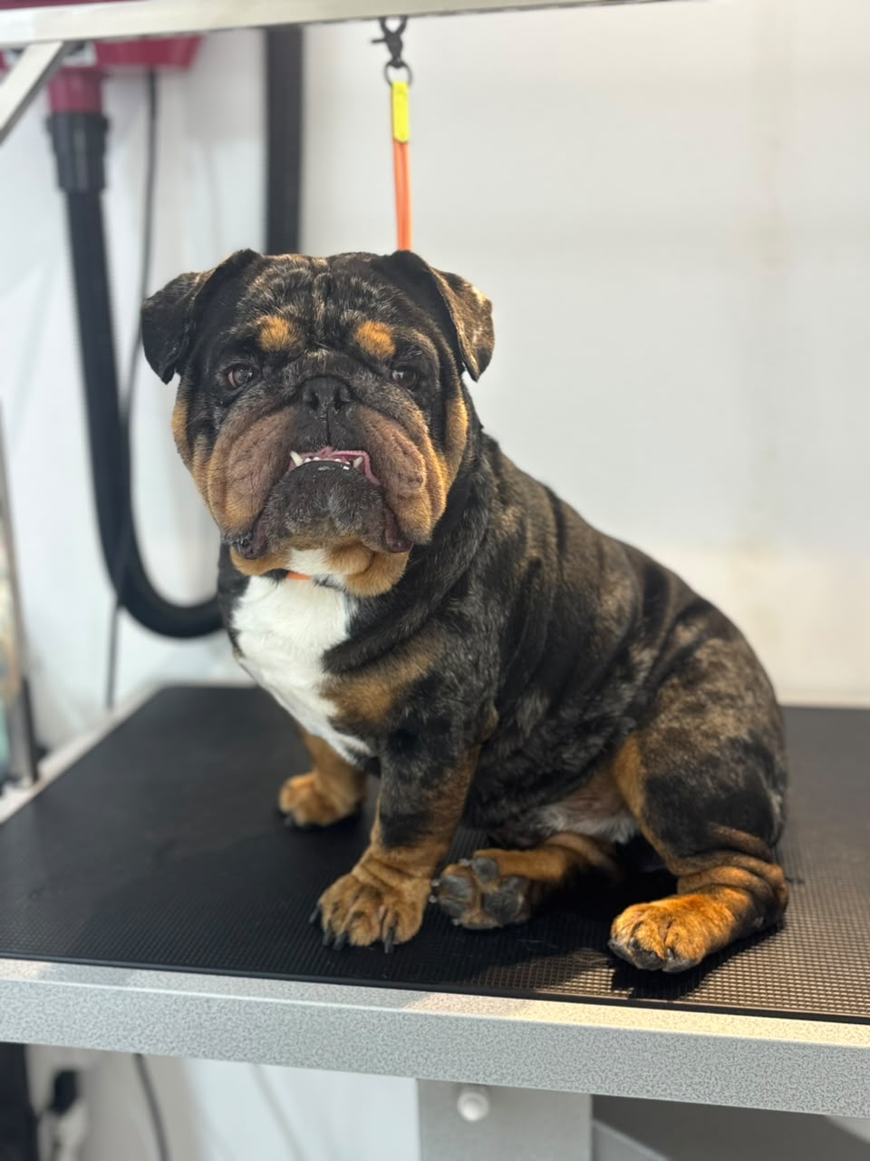 Dog after grooming