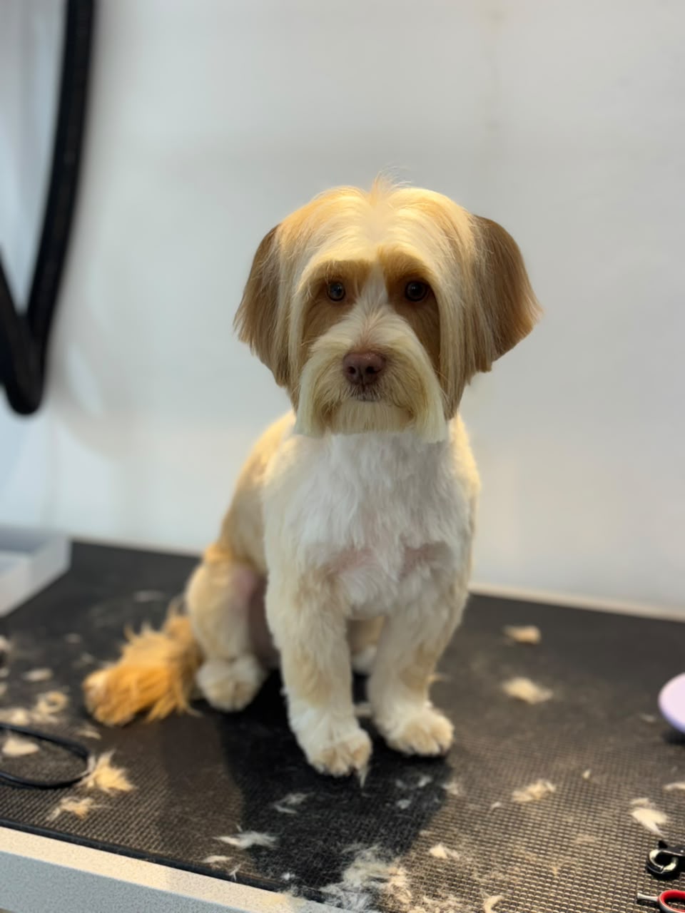 Dog after grooming