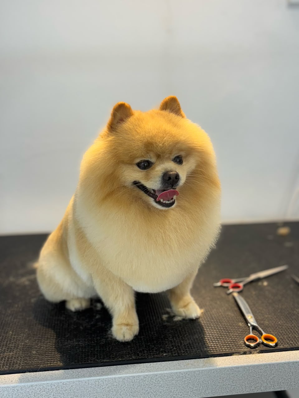 Dog after grooming